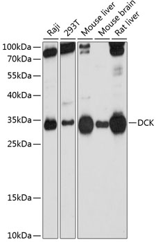 DCK Antibody