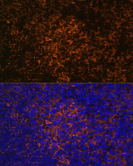 ICOS Antibody