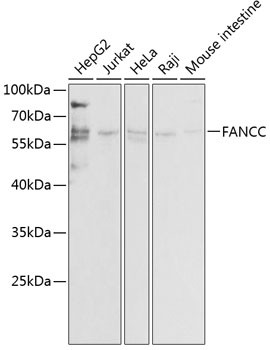 FANCC Antibody