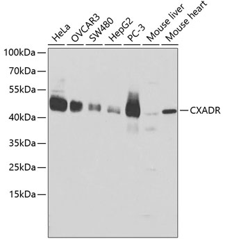 CXADR Antibody