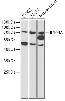 IL10RA antibody