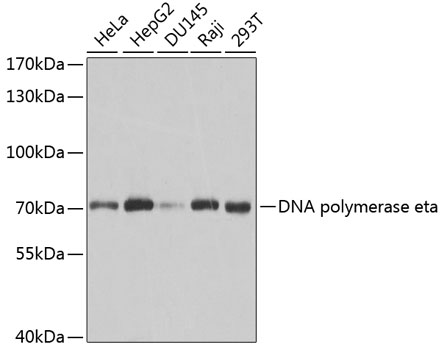 POLH Antibody