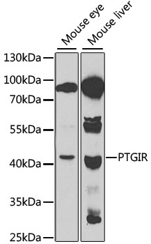 PTGIR antibody