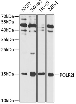 POLR2I Antibody