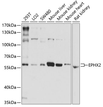 EPXH2 Antibody