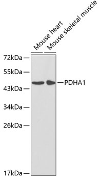 PDHA1 Antibody