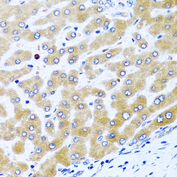 CCL21 antibody