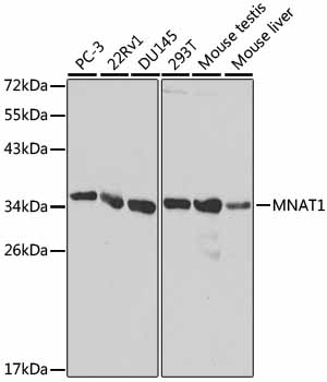 MNAT1 Antibody