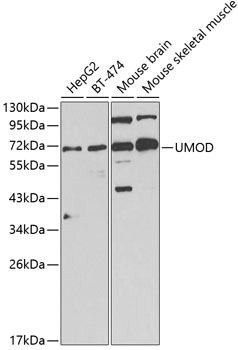 UMOD Antibody