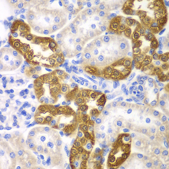 CD151 Antibody