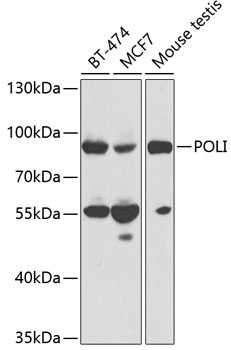 POLI Antibody