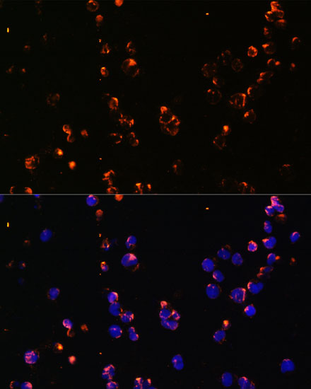 CD27 Antibody