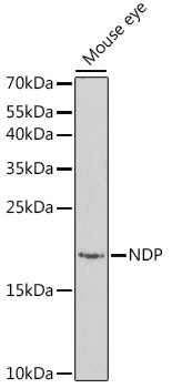 NDP Antibody