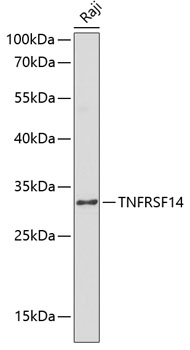 TNFRSF14 Antibody