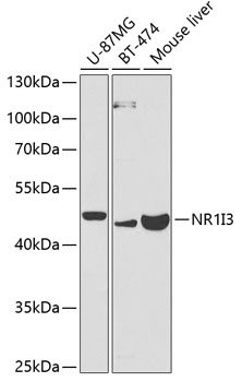 NR1I3 Antibody