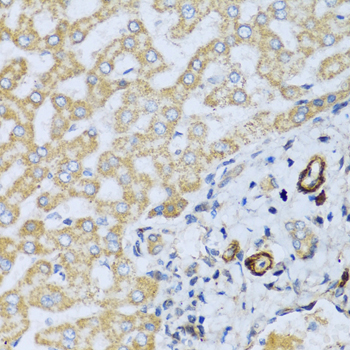 CSH1 antibody