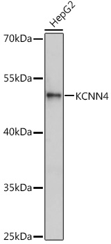 KCNN4 Antibody