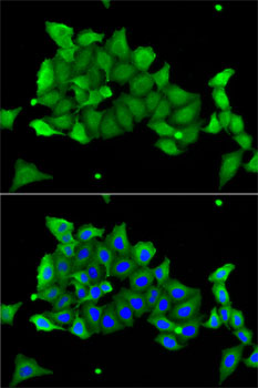 CA1 Antibody