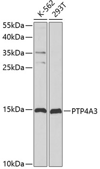 PTP4A3 antibody