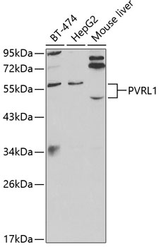 PVRL1 Antibody