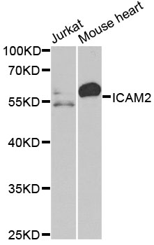 ICAM2 antibody