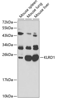 KLRD1 Antibody