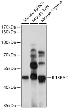 IL13RA2 antibody