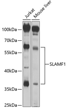 SLAMF1 antibody