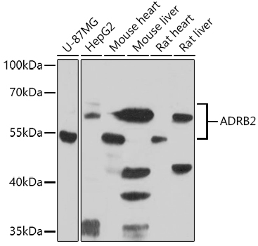 ADRB2 antibody