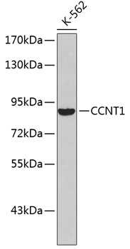 CCNT1 antibody