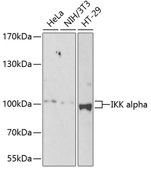 CHUK Antibody