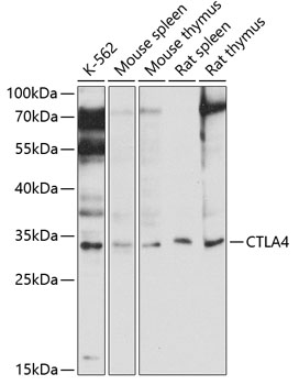 CTLA4 antibody