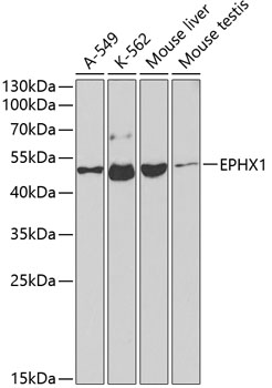 EPHX1 Antibody