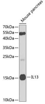 IL13 antibody