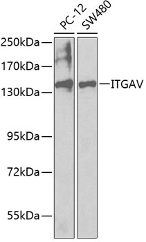 ITGAV Antibody