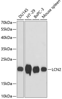 LCN2 antibody