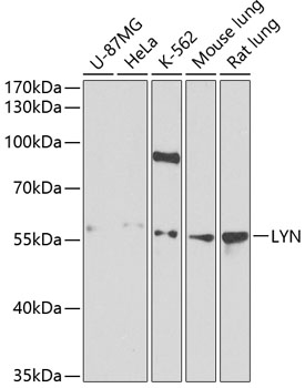 LYN antibody