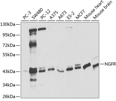 NGFR Antibody