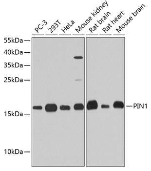 PIN1 Antibody