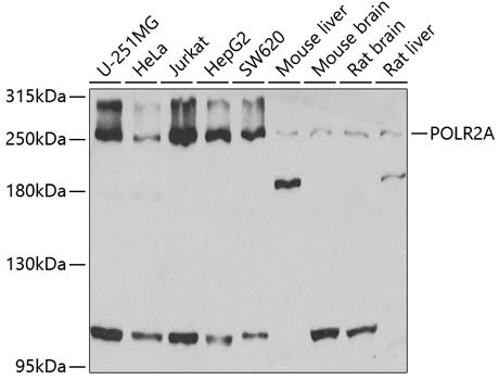 POLR2A Antibody