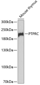 PTPRC Antibody