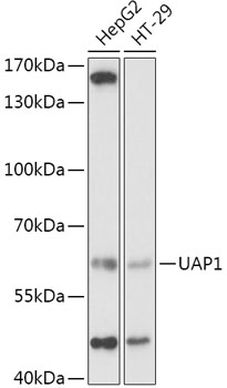 UAP1 antibody