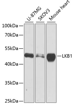 STK11 Antibody