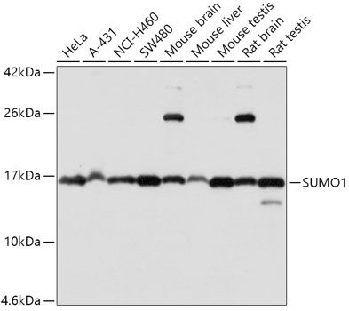 SUMO1 Antibody