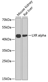 NR1H3 Antibody