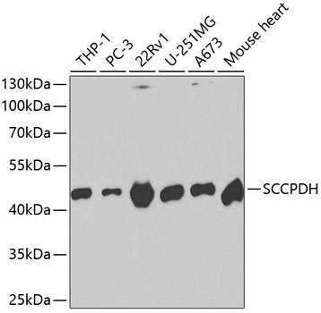 SCCPDH Antibody