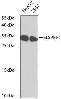 ELSPBP1 antibody