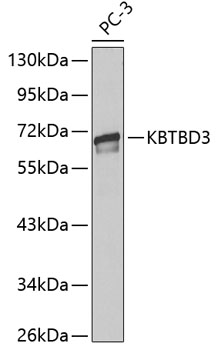 KBTBD3 antibody