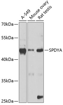 SPDYA antibody