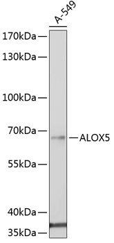 ALOX5 antibody